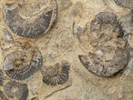 Plate of Pyritized Ammonites - Oujda, Morocco #16117-3